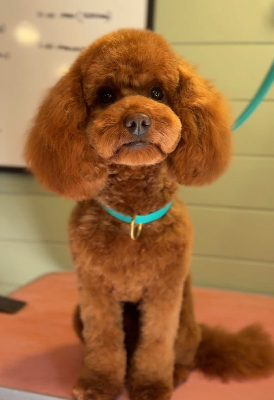 @hollyshoundsgrooming