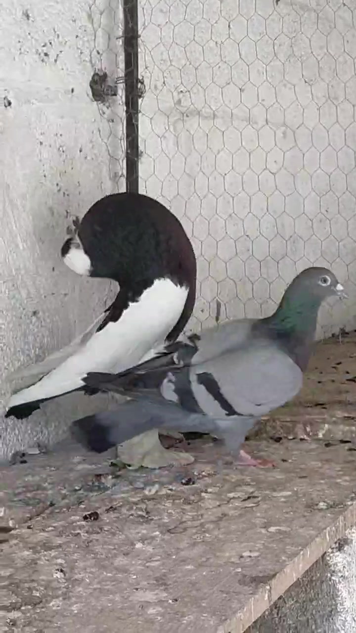 @quality.birds.ajk