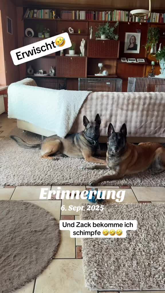 @malinois_und_ich