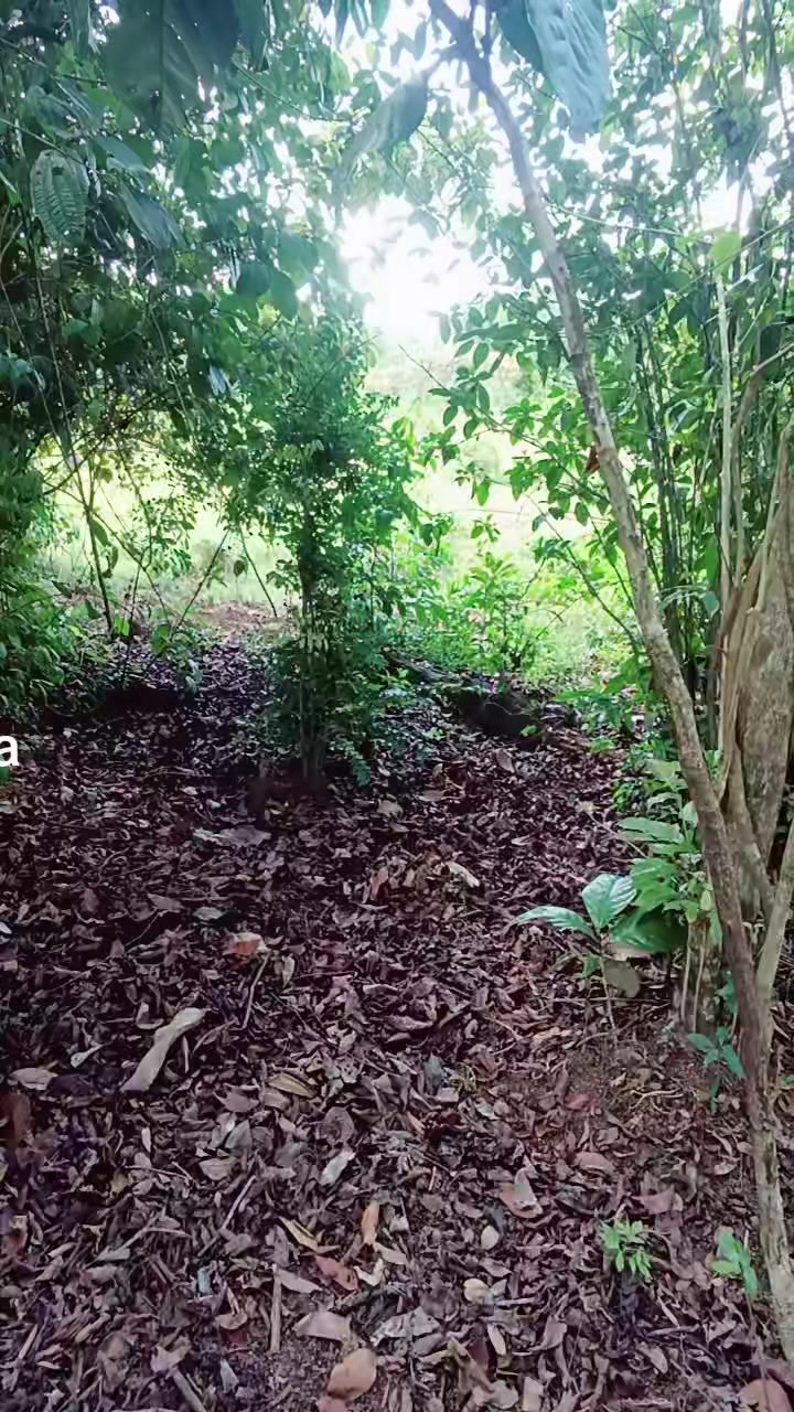 @elix Días