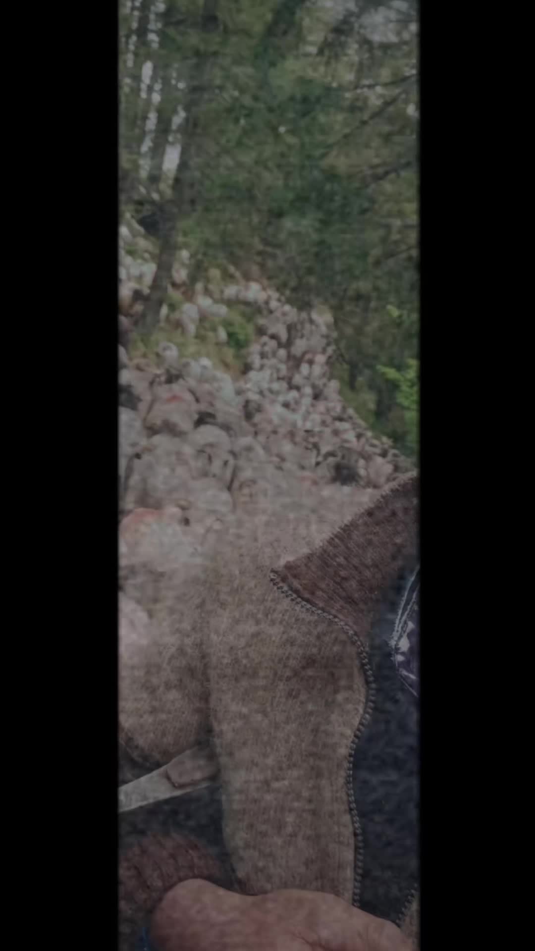 @Jidanu 🌲🐕🐑🌲❤️