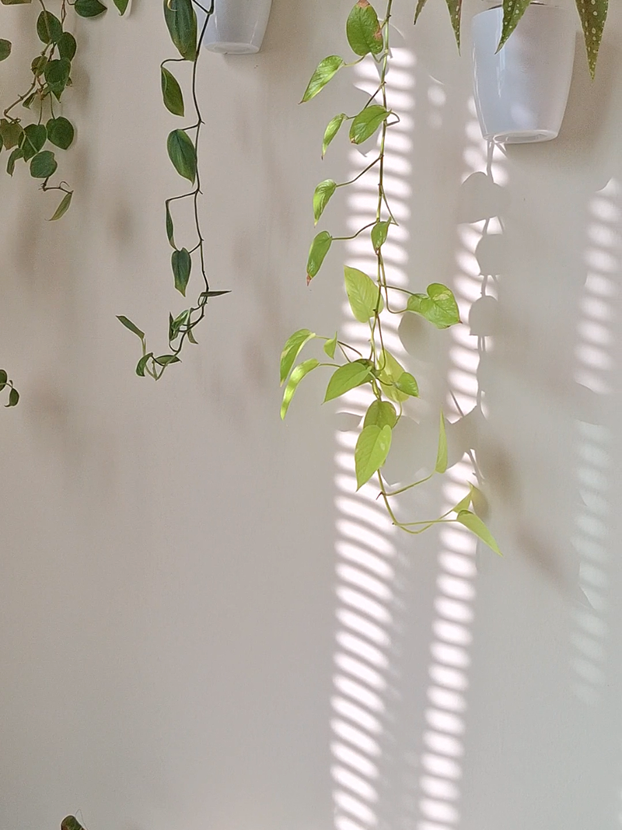@Sara | Indoor Plants | 🇲🇾