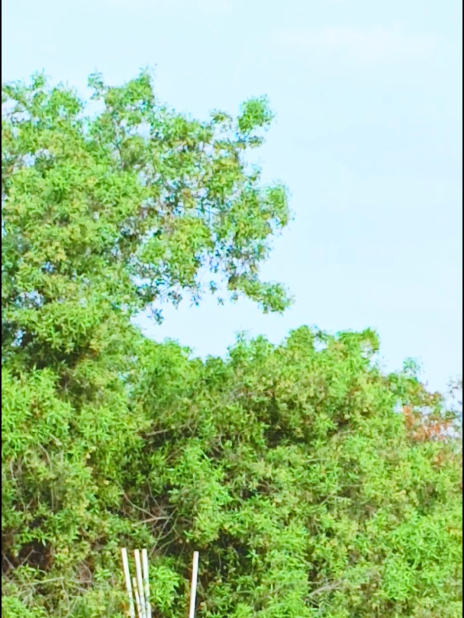 @آسماء سومرو
