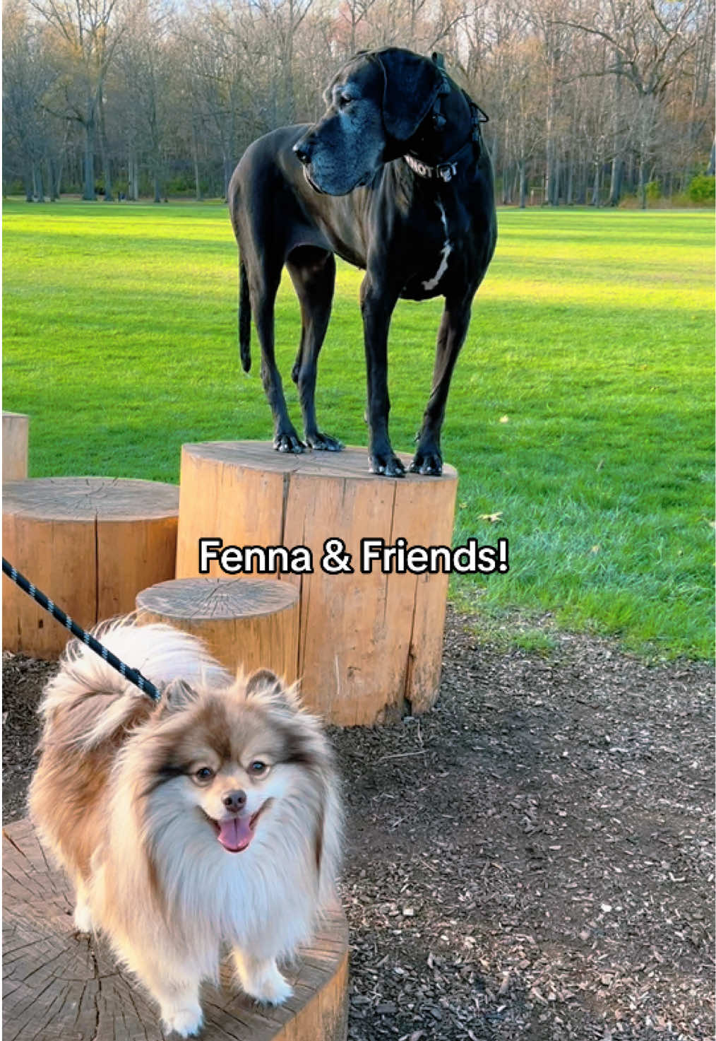 @ruffined.k9