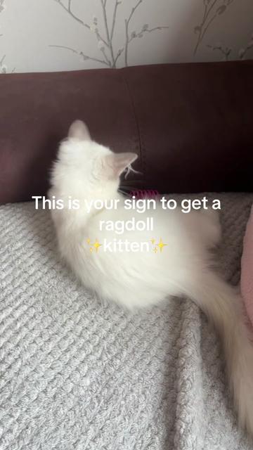 @Claws & Paws Parcels