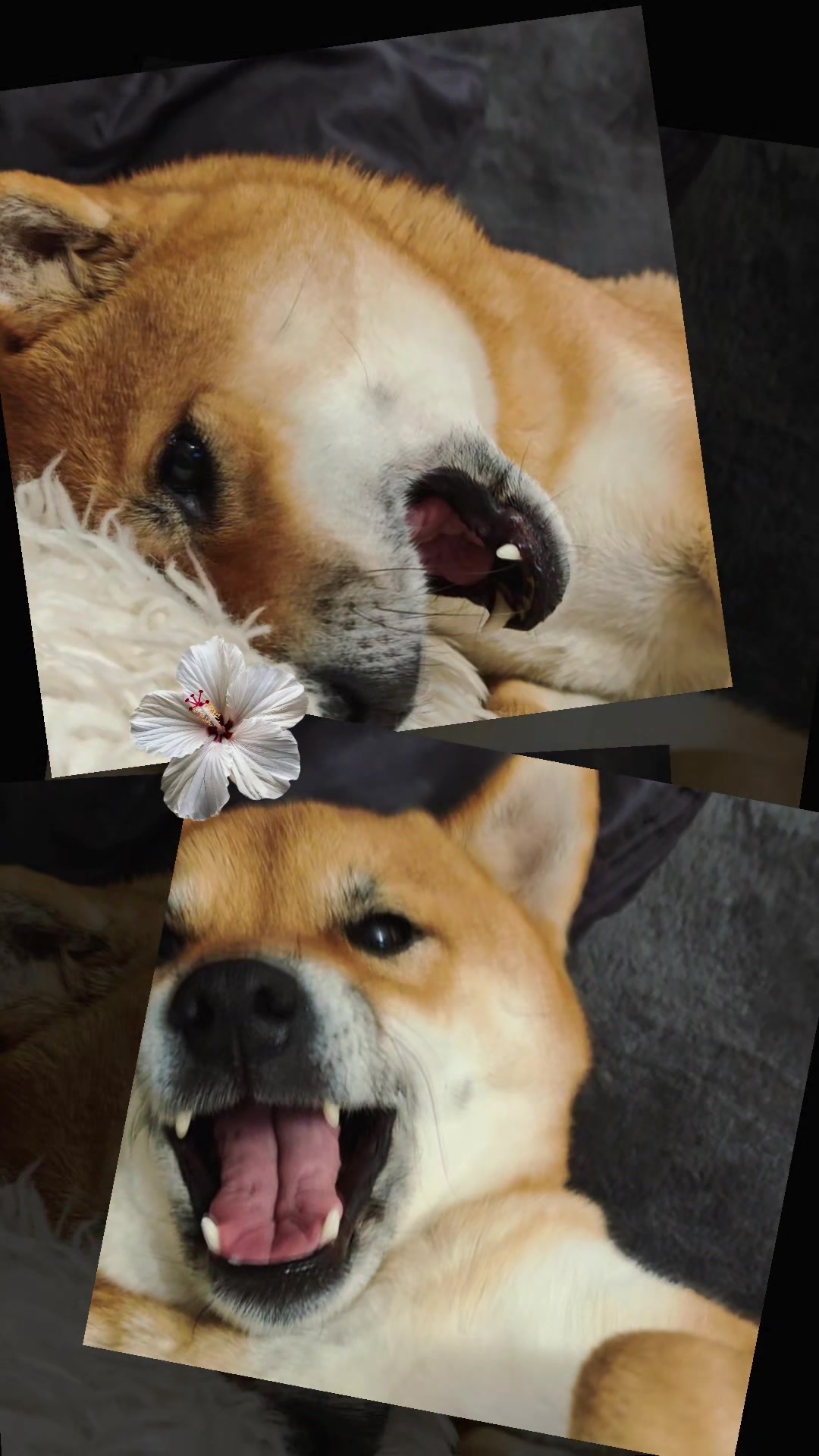 @Spirit of Asia Kennel