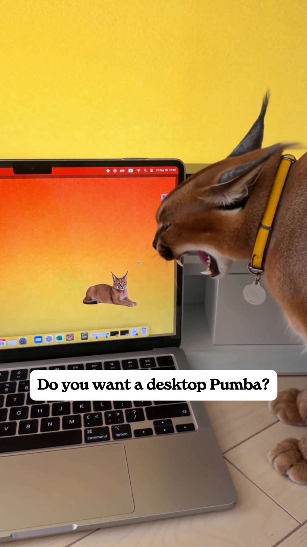 @Pumba Caracal