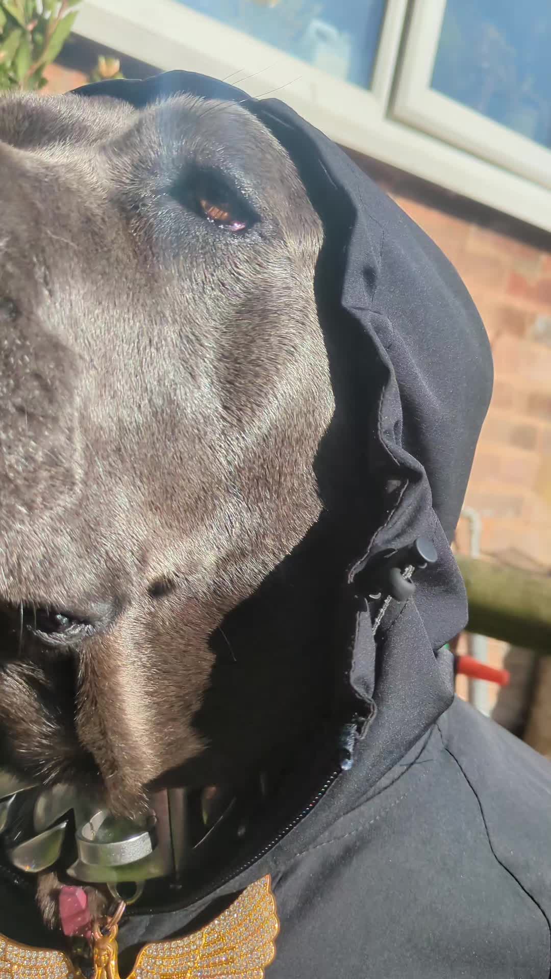 @mist_the_canecorso