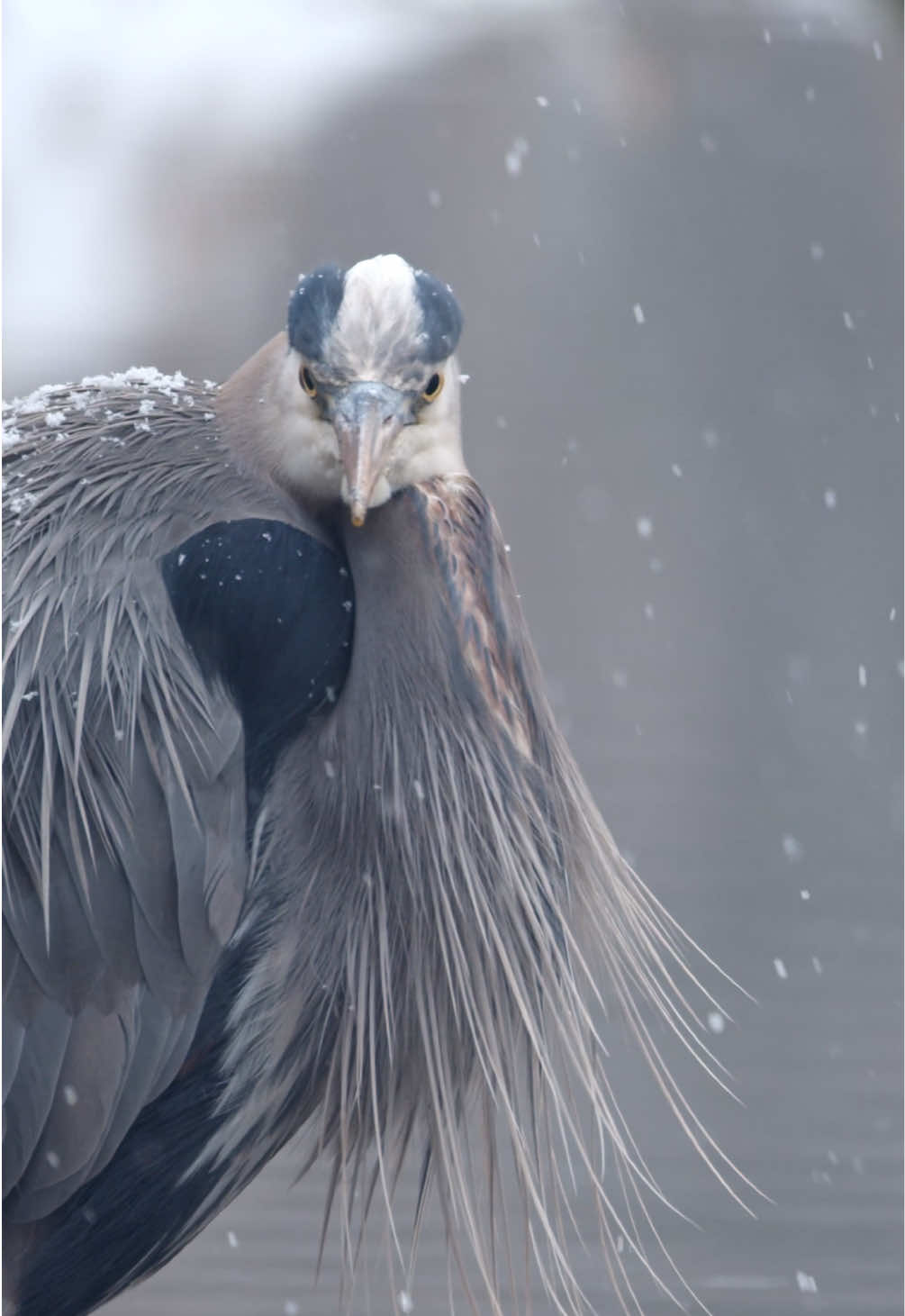 @Kai Meyer | Wildlife Filmmaker