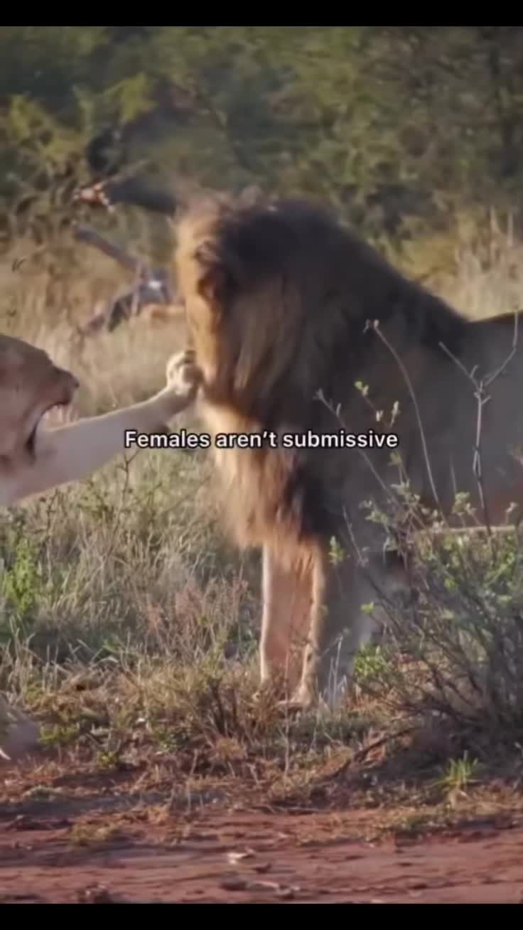 @Scarlet Cheetah