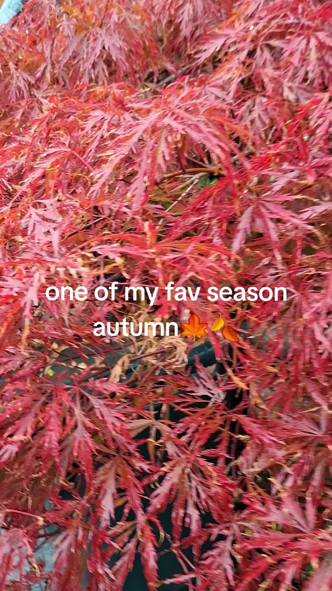 @lolagrams_05