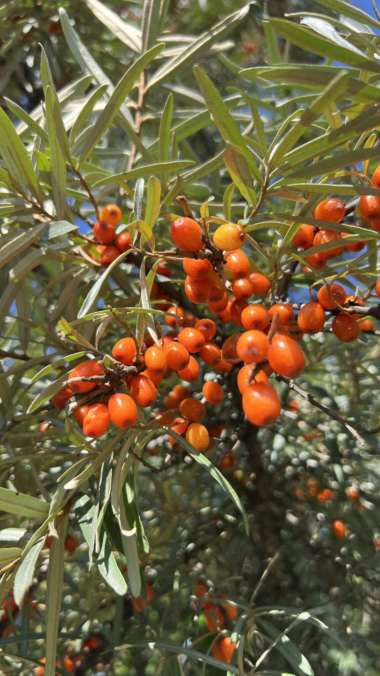 @Оксана🌶️