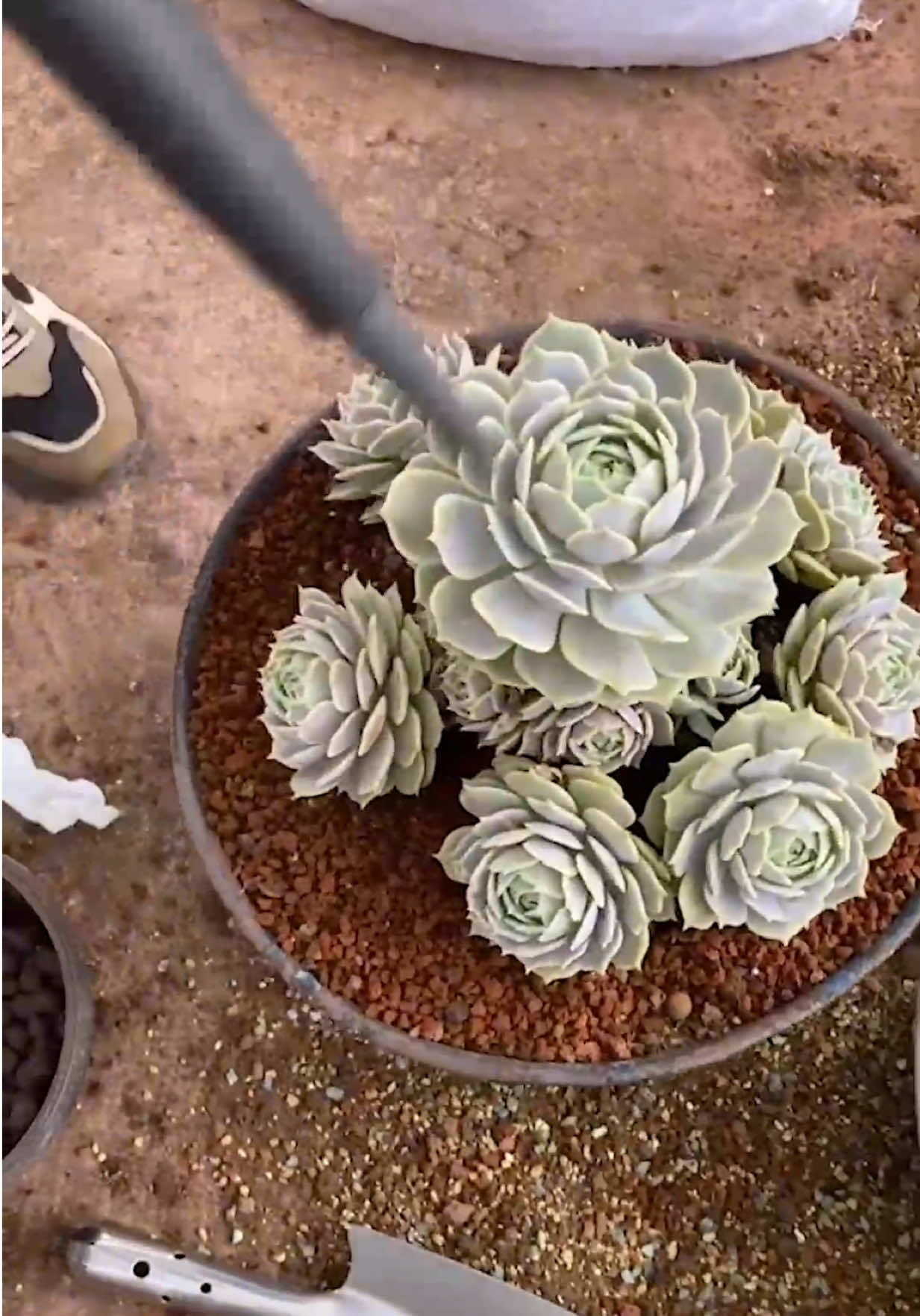 @Succulent Garden