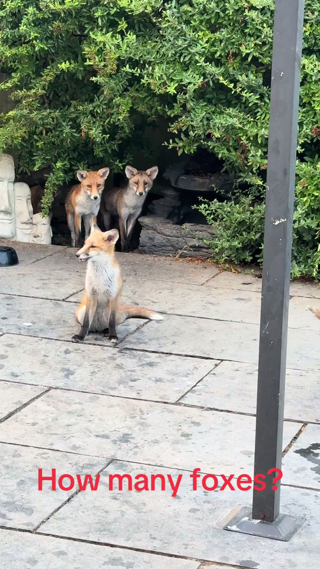@gp_wildlife