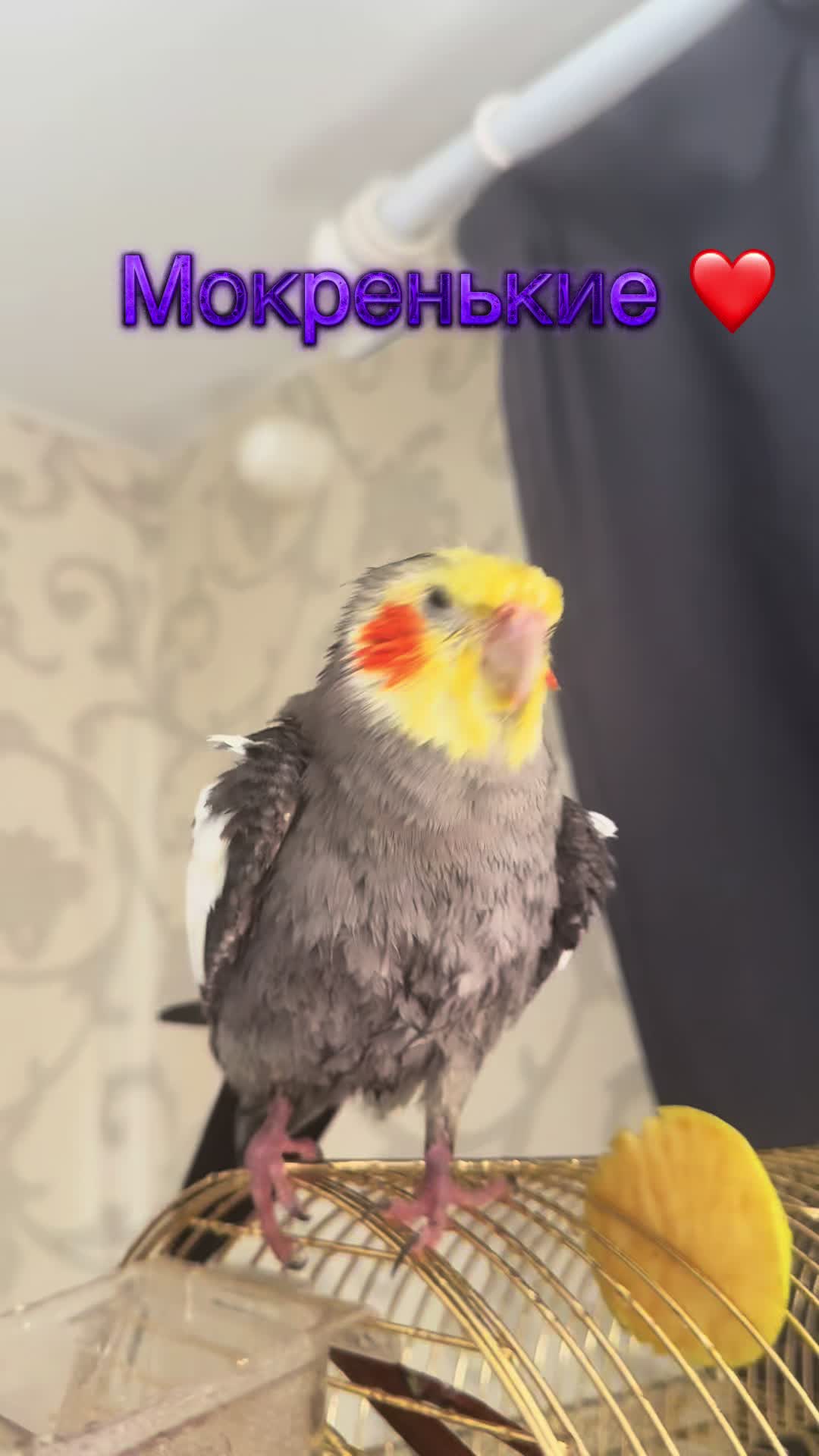 @𝓘𝓛𝓐𝓝𝓐 and Lelik