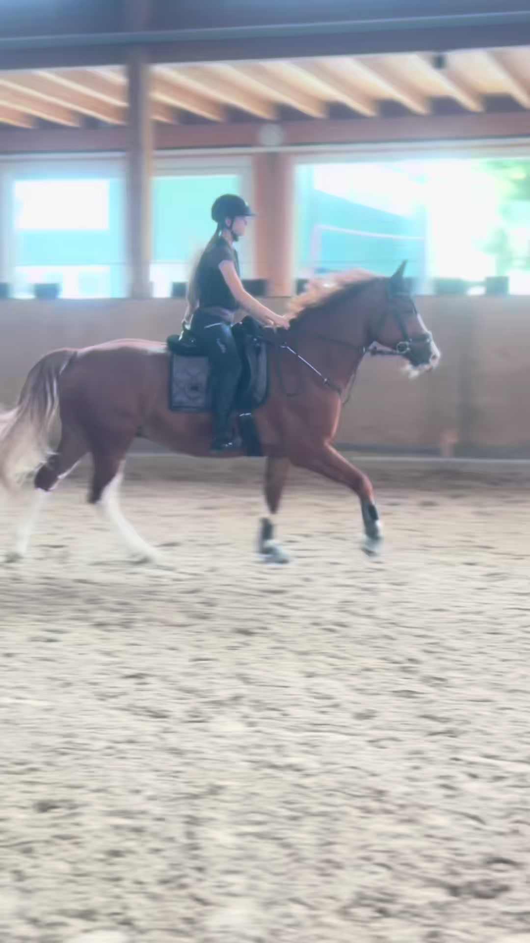 @_.coldblood.dressage_