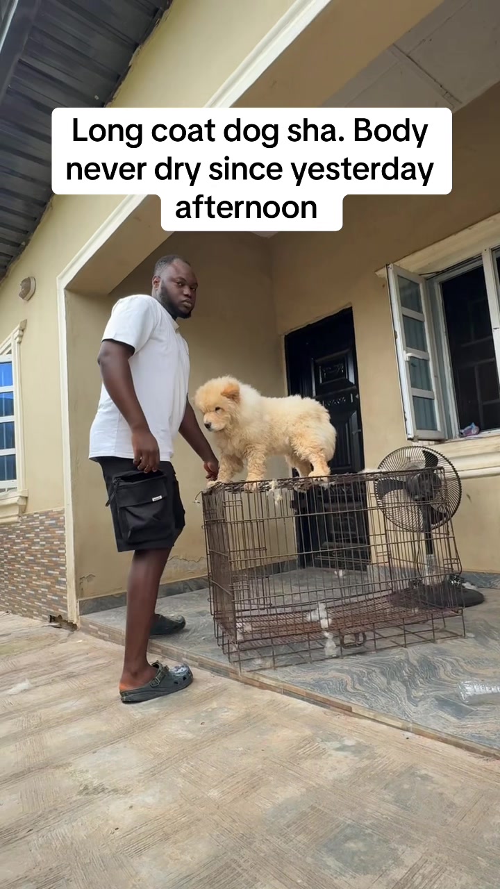 @Dognaire