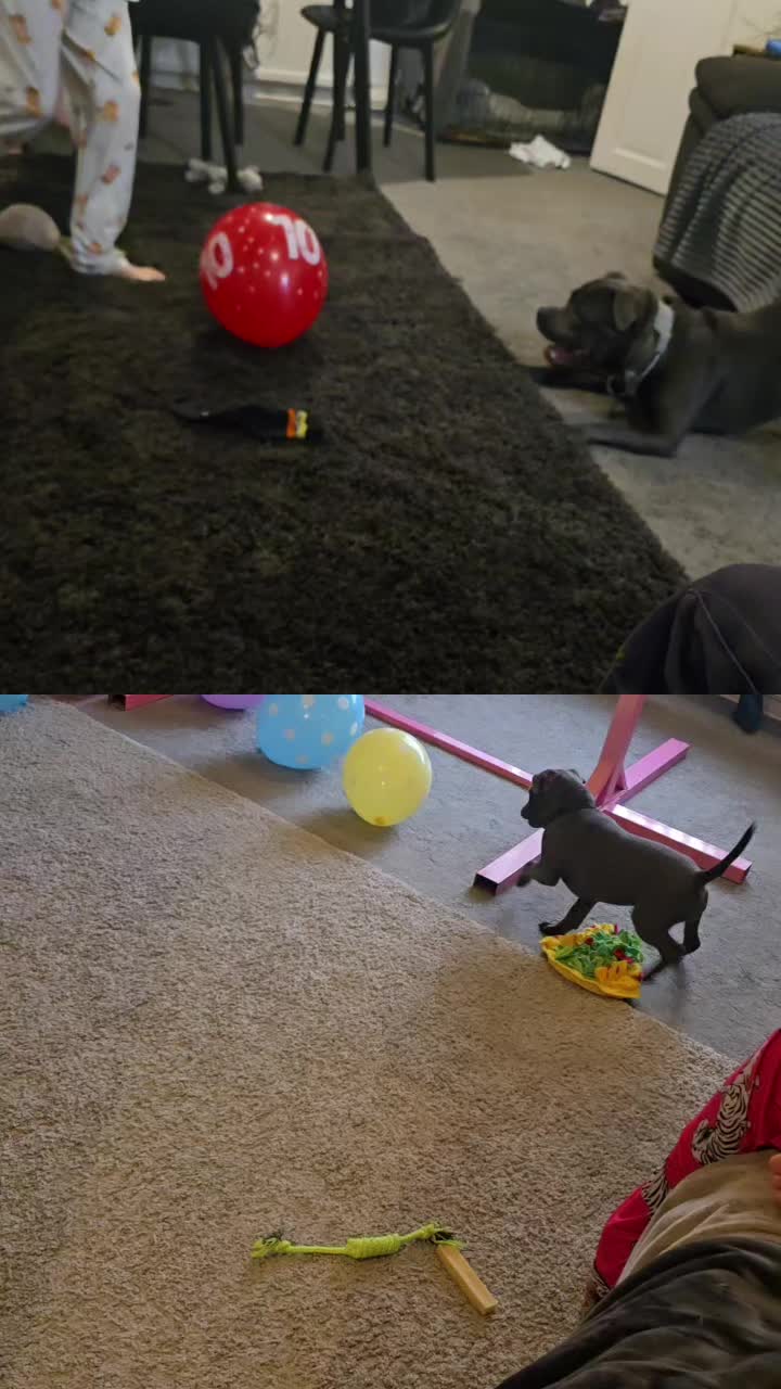 @𝕆𝕕𝕚𝕟🐾