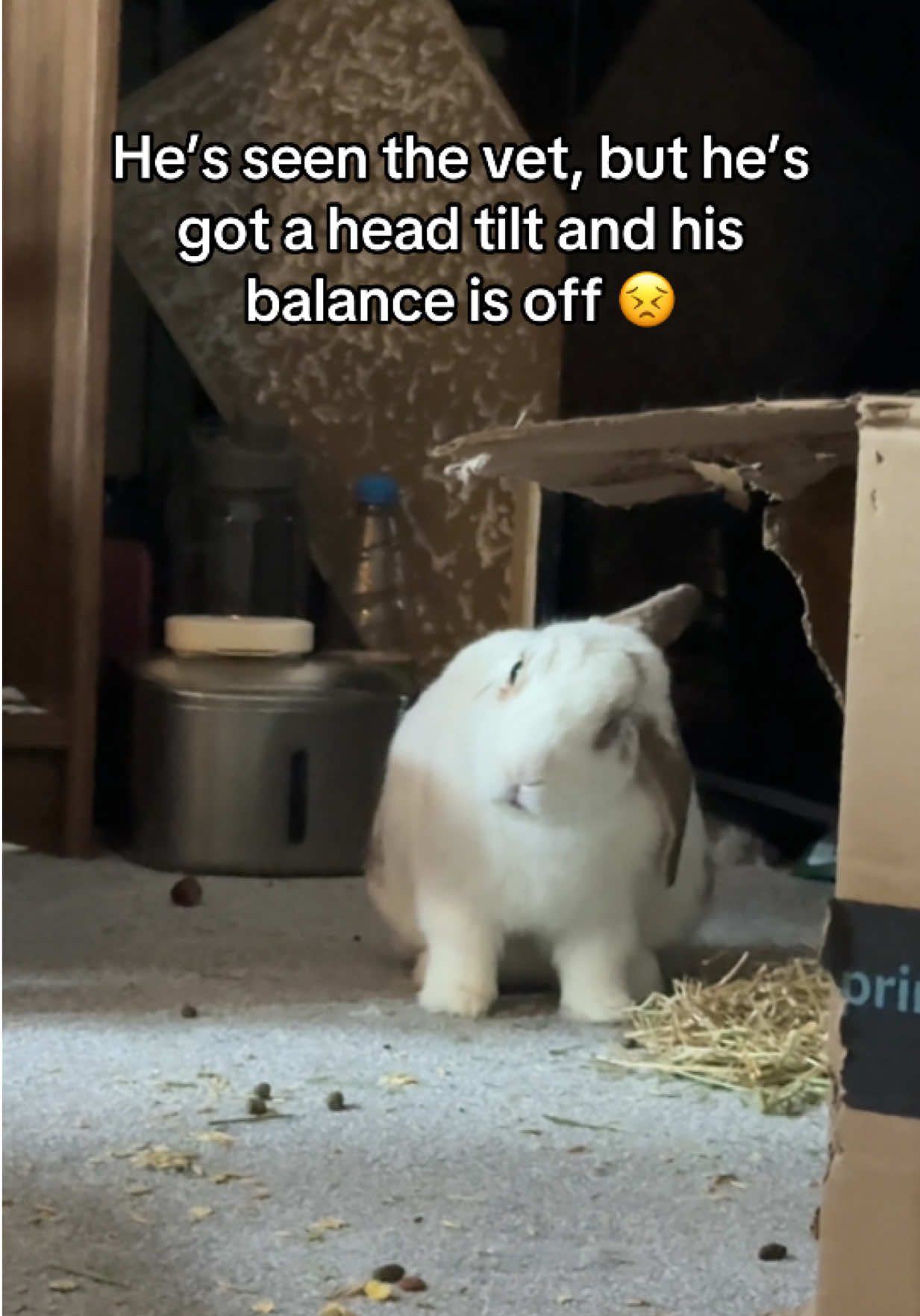 @Bun, two, three, four
