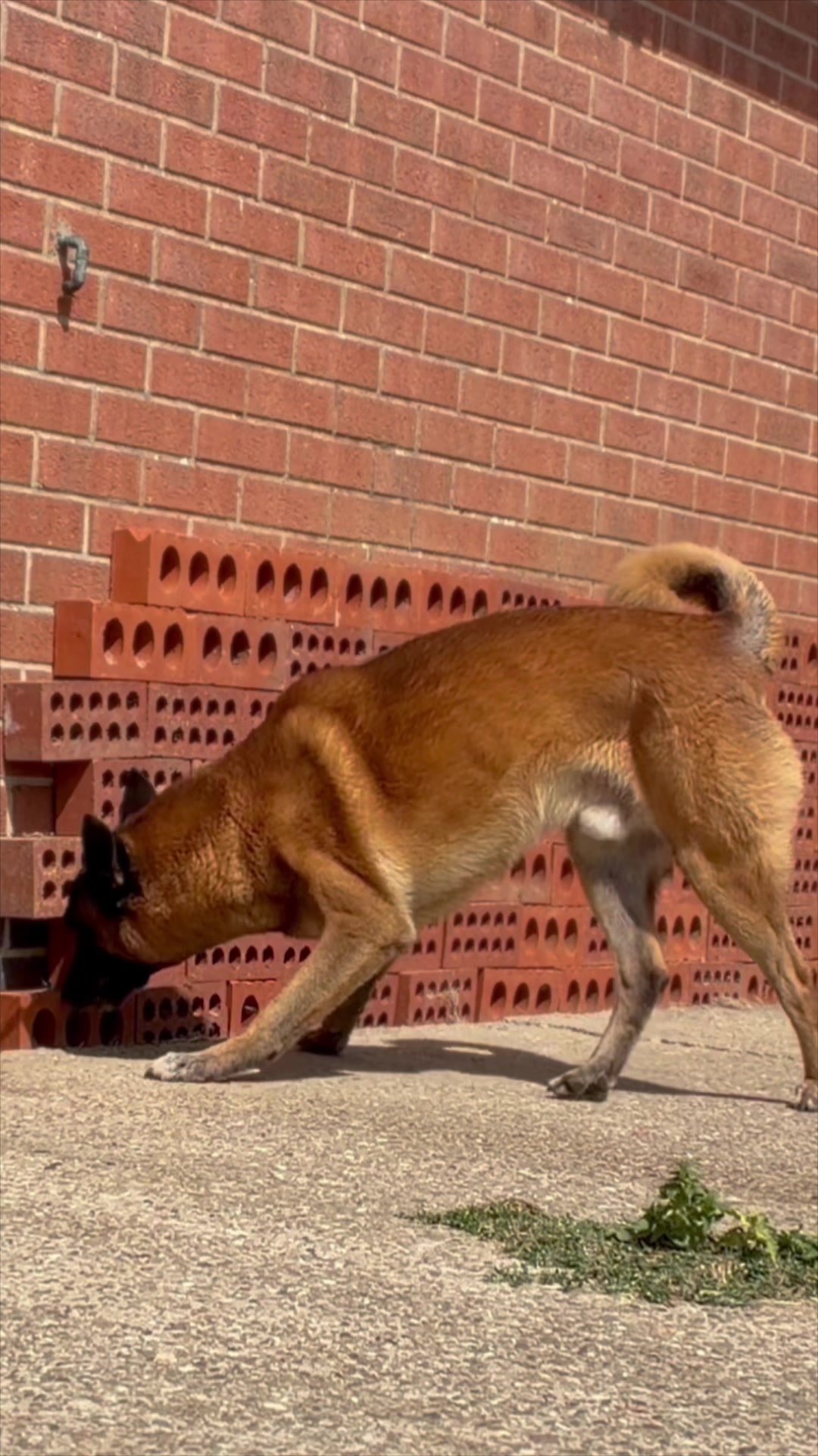 @Alexandra Butler-Enigma Canine