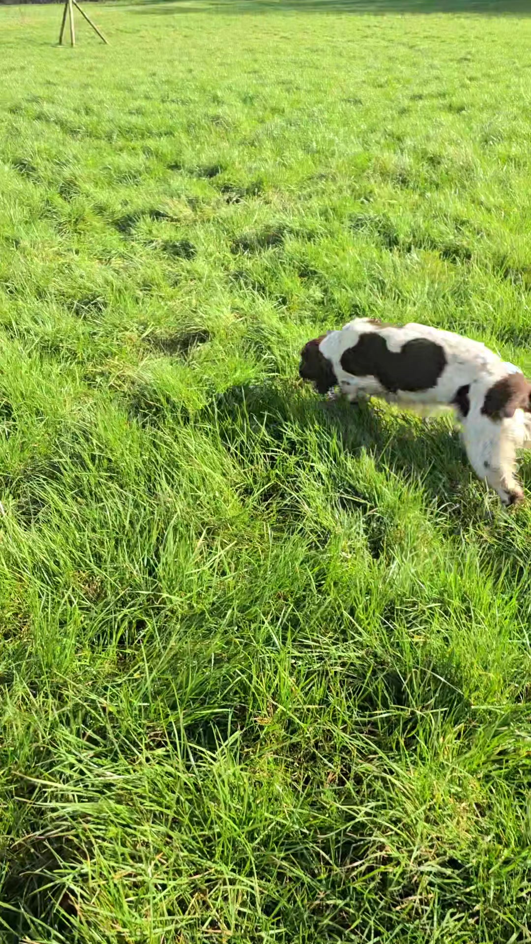 @MillHillGundogs