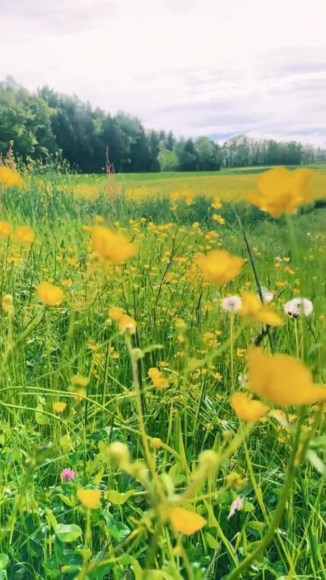 @TatuSwiss🇨🇭❤️🇳🇵