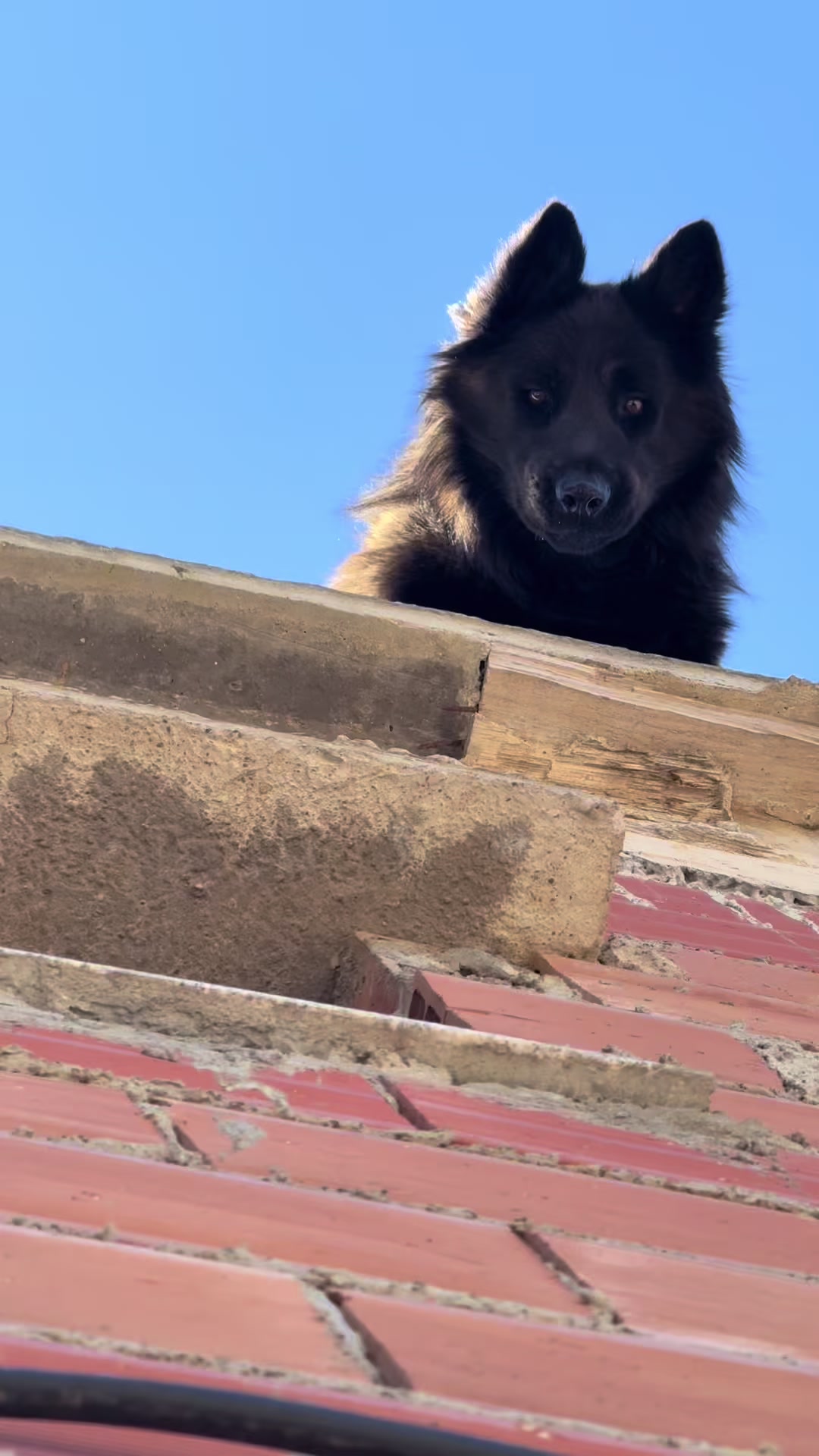 @Aldo🦍&pawla🦮