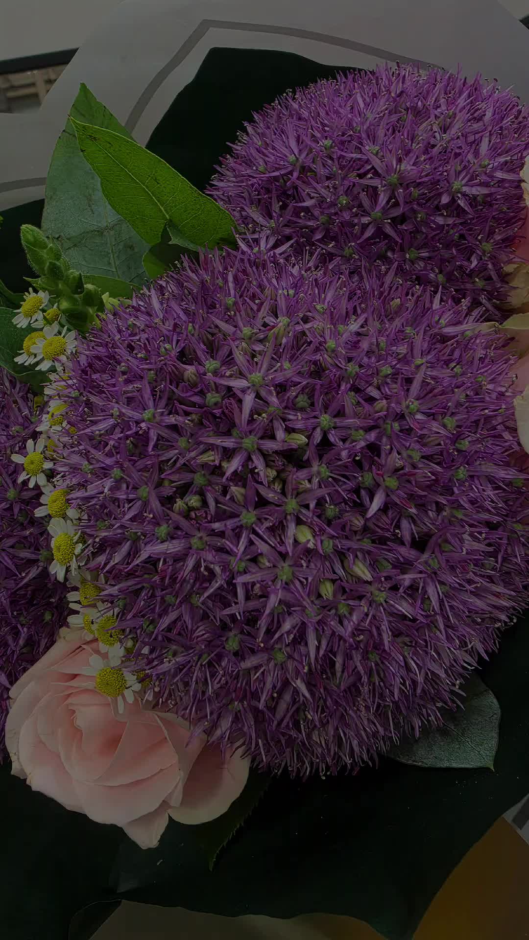 @shaz786🦋🦋🌺