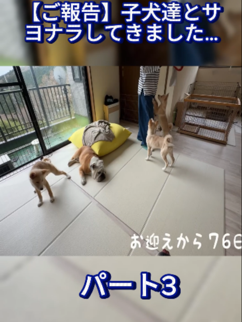 @ブルドッグぶるまるチャンネル Fan