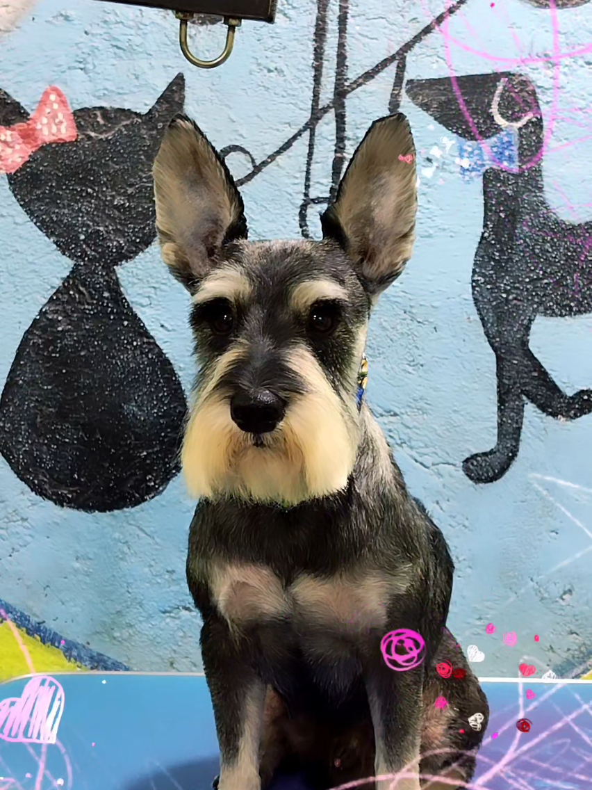 @💈🐾DOG GROOMER🐾💈