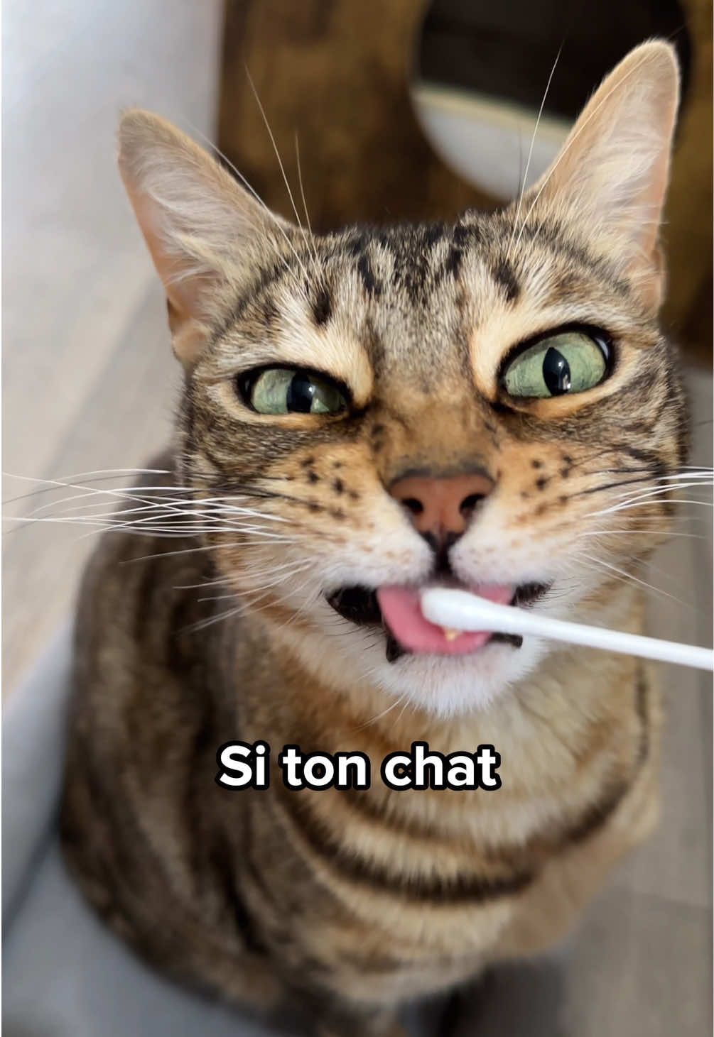 @Ricki the Bengal