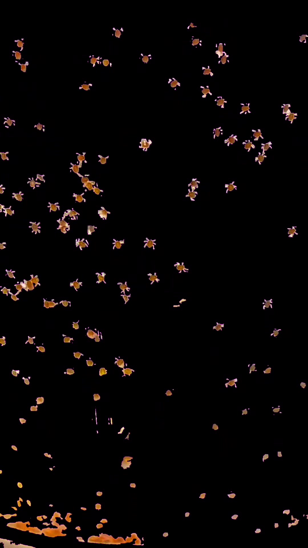 @MIcroMur