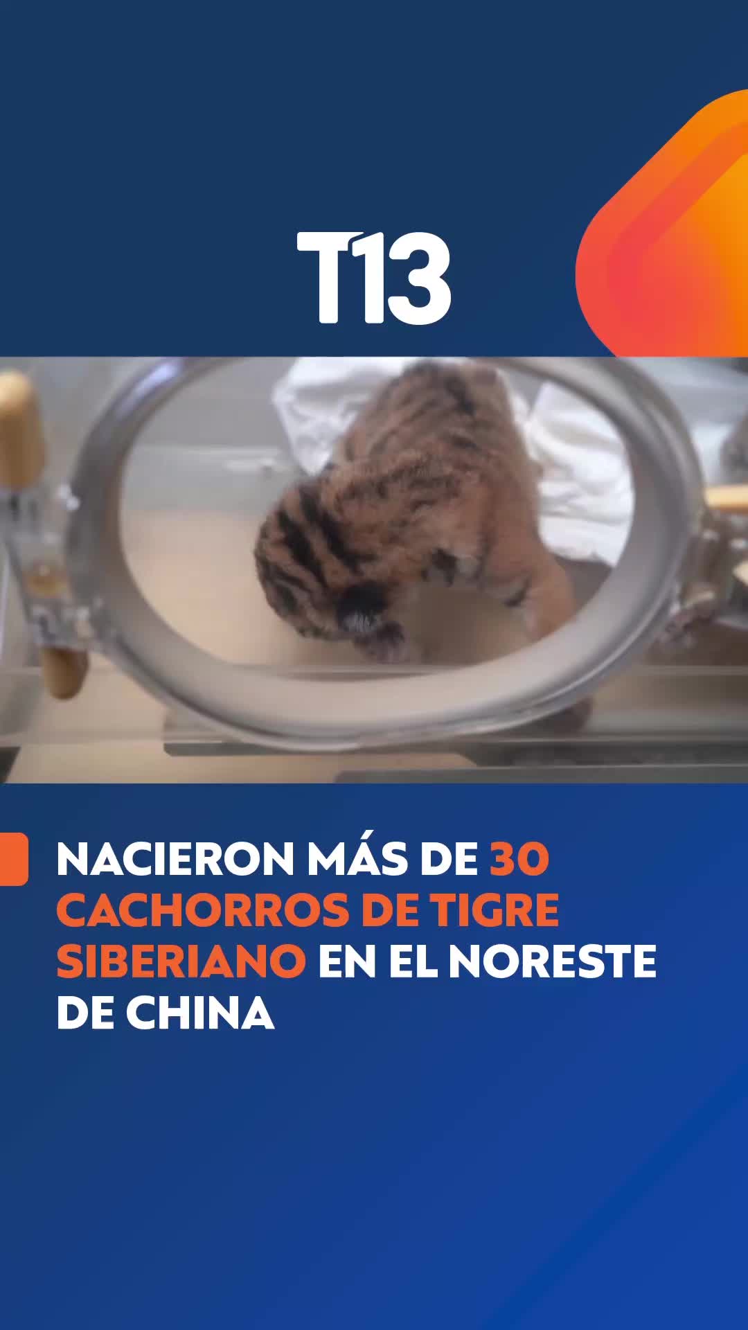 @T13