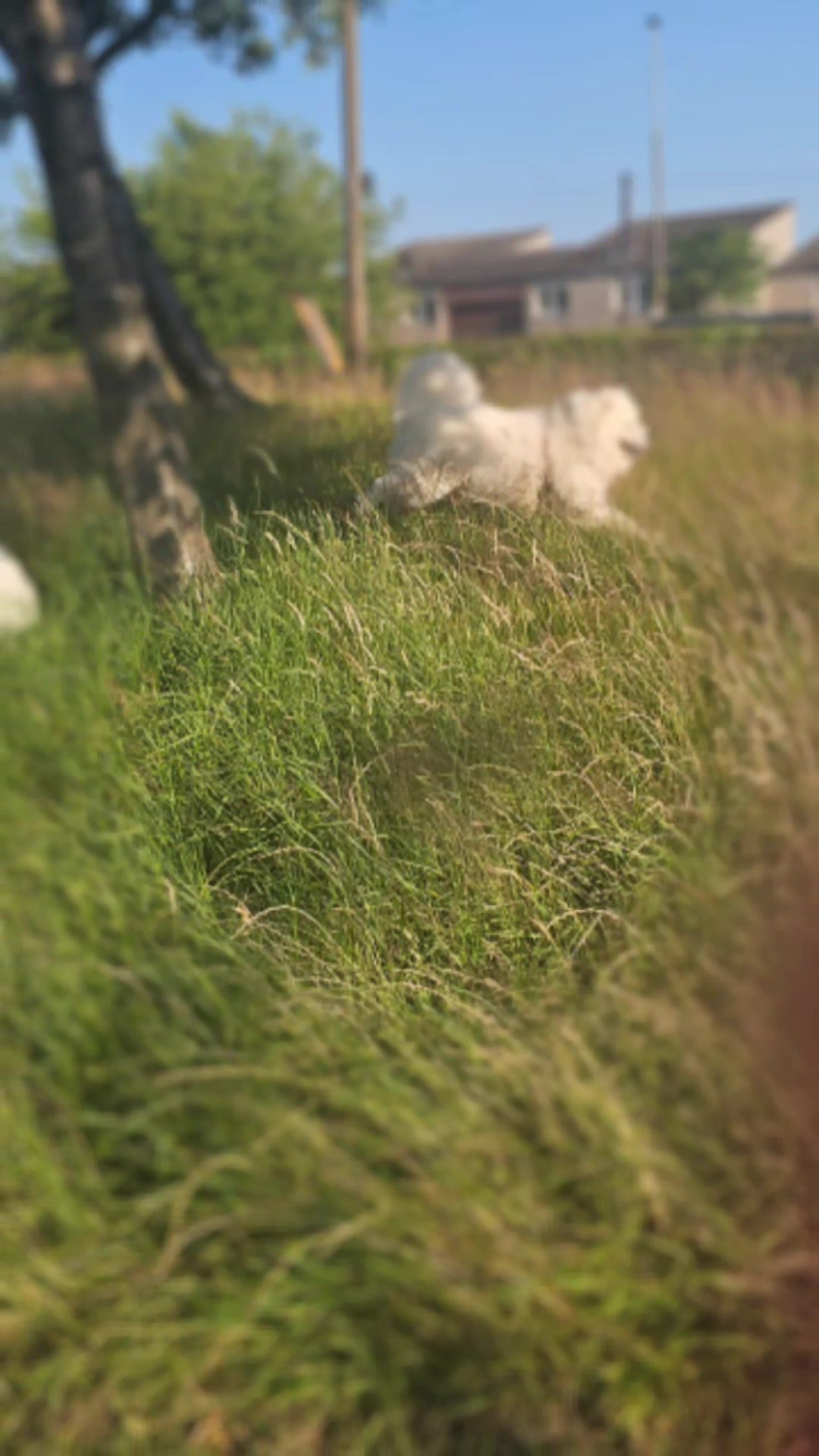 @Samojedowe🐶🇵🇱love🇬🇧 Żona
