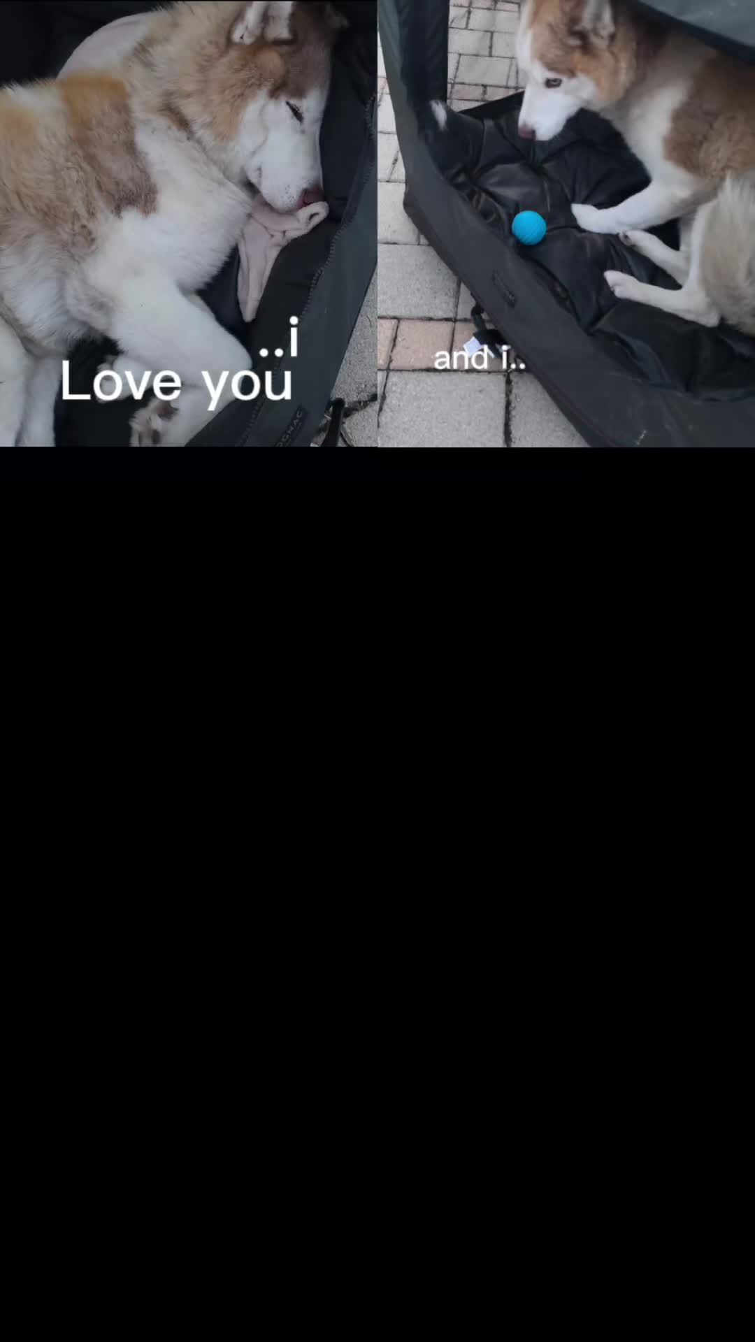@Marianni and her husky dogs