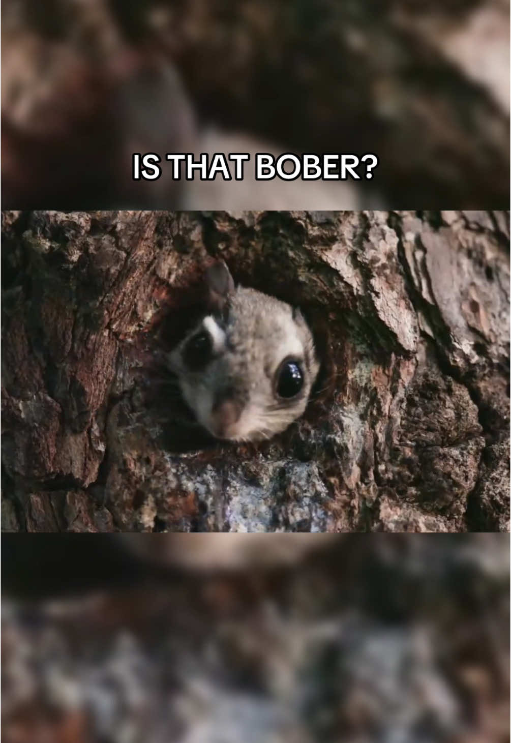 @wonderloopsvideo