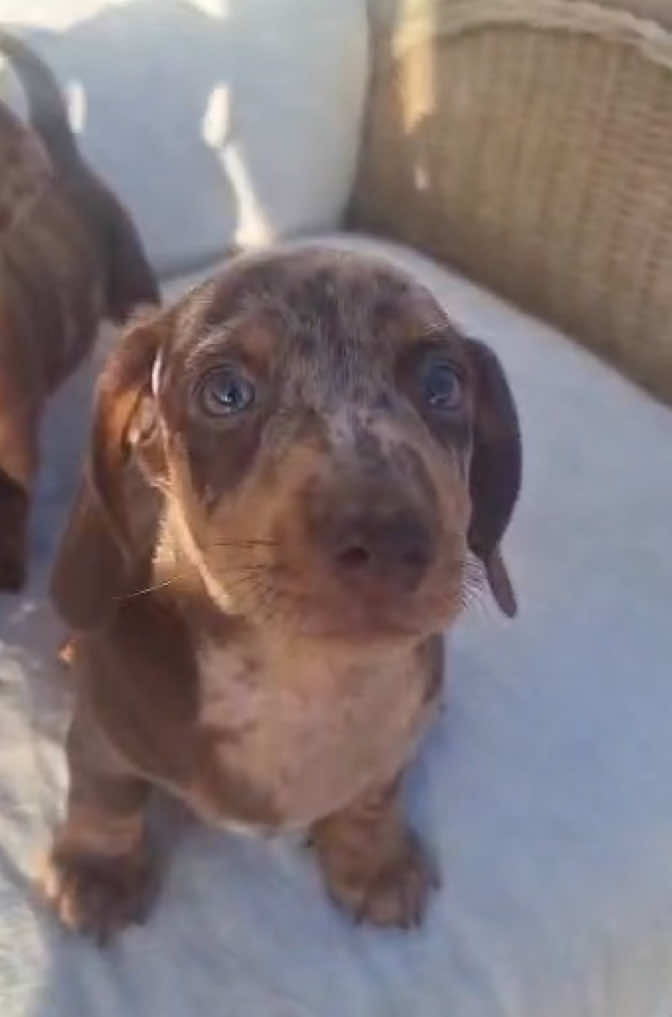 @Mascotas ,cachorritos bonitos