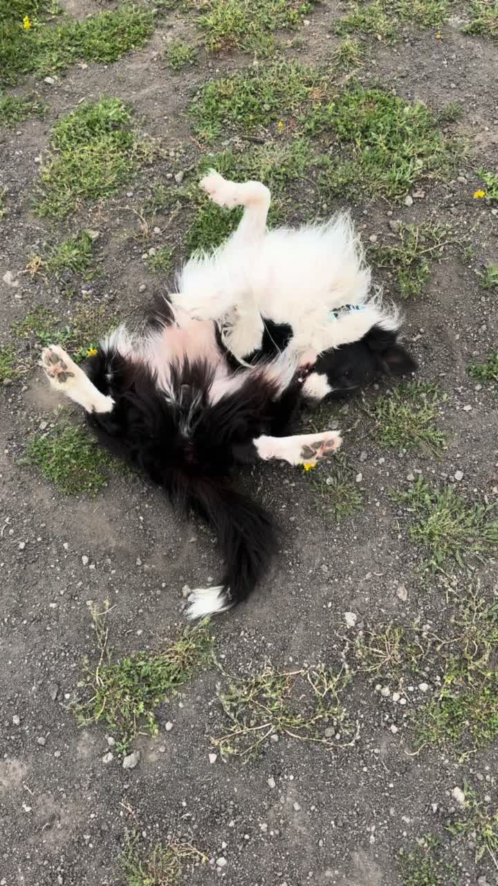 @My funny dog 🐶