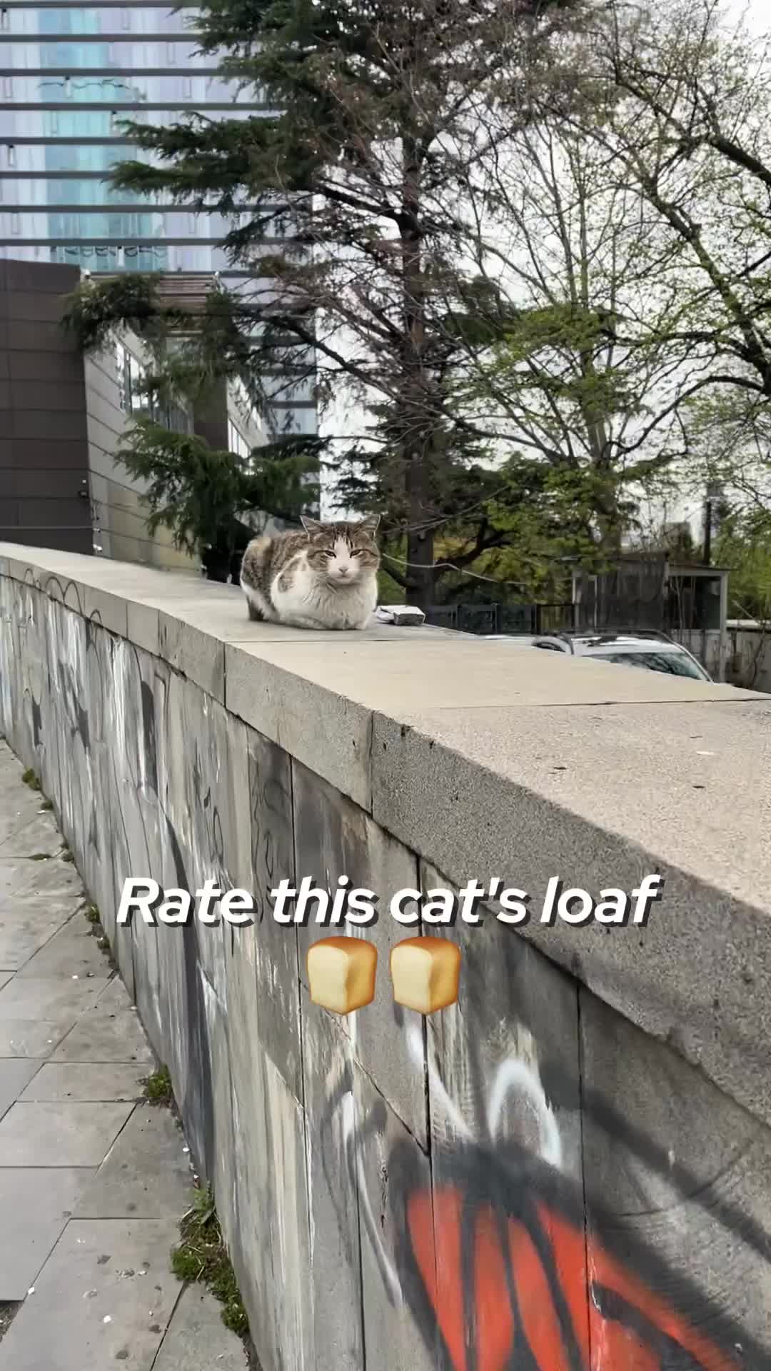 @ElkoyCats