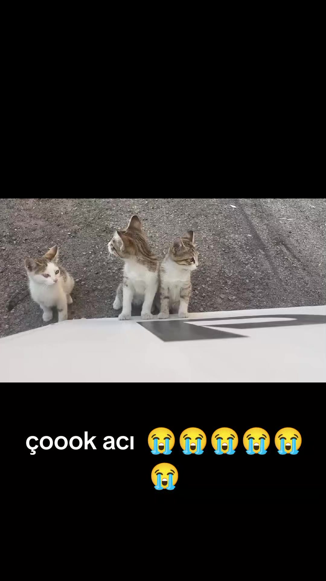 @MAVİİ🐾ALİŞŞ