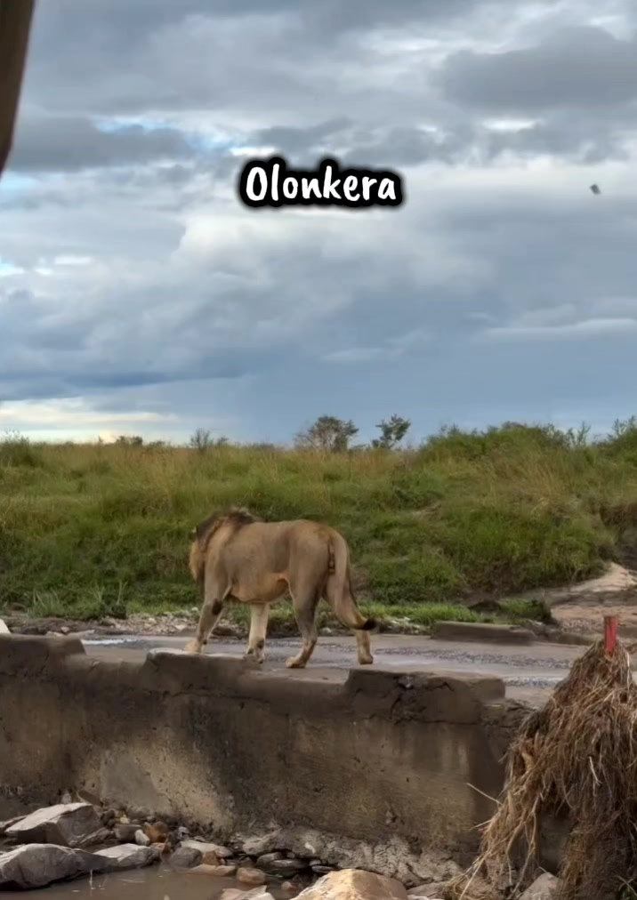 @Leonie 🦁 (Orpadan's version)