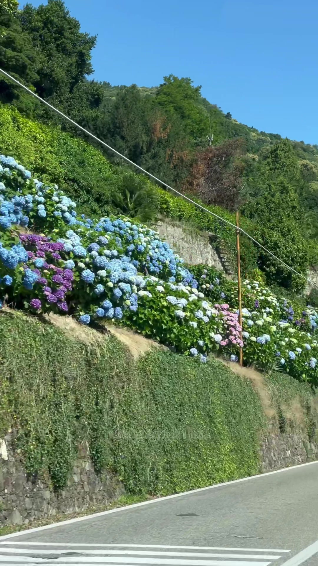 @msalazarbonafede