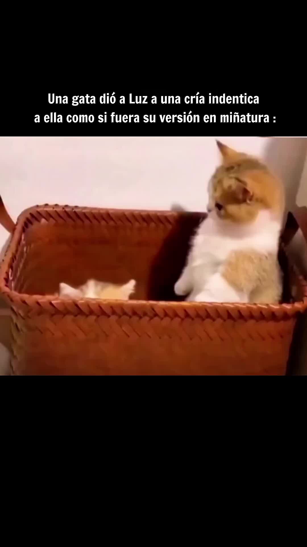 @incivilizao