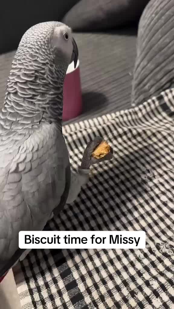 @Norman and Missy the Parrot