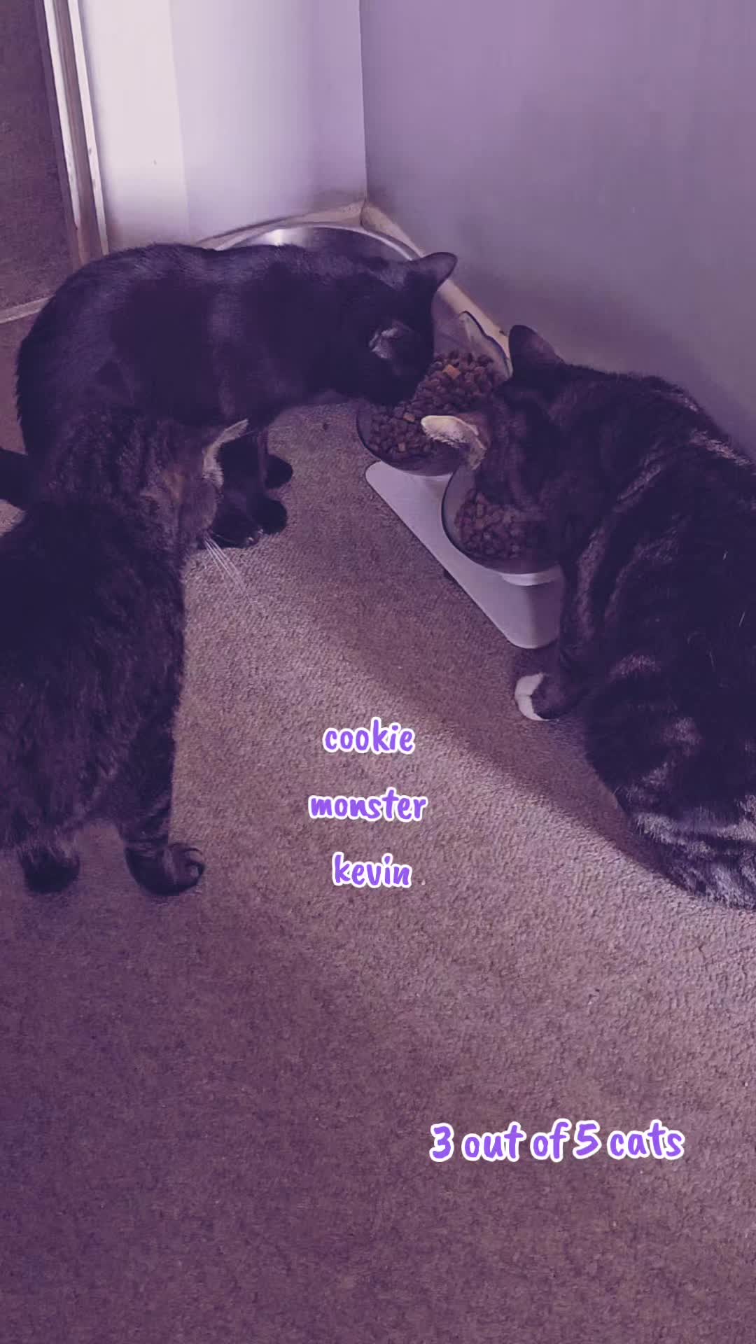 @🪻🌸ʜᴀʏʟᴇʏʟᴏᴜ 🌸🪻