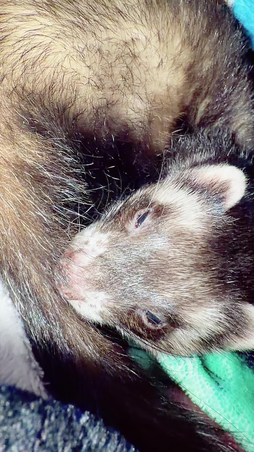 @Flow Ferret