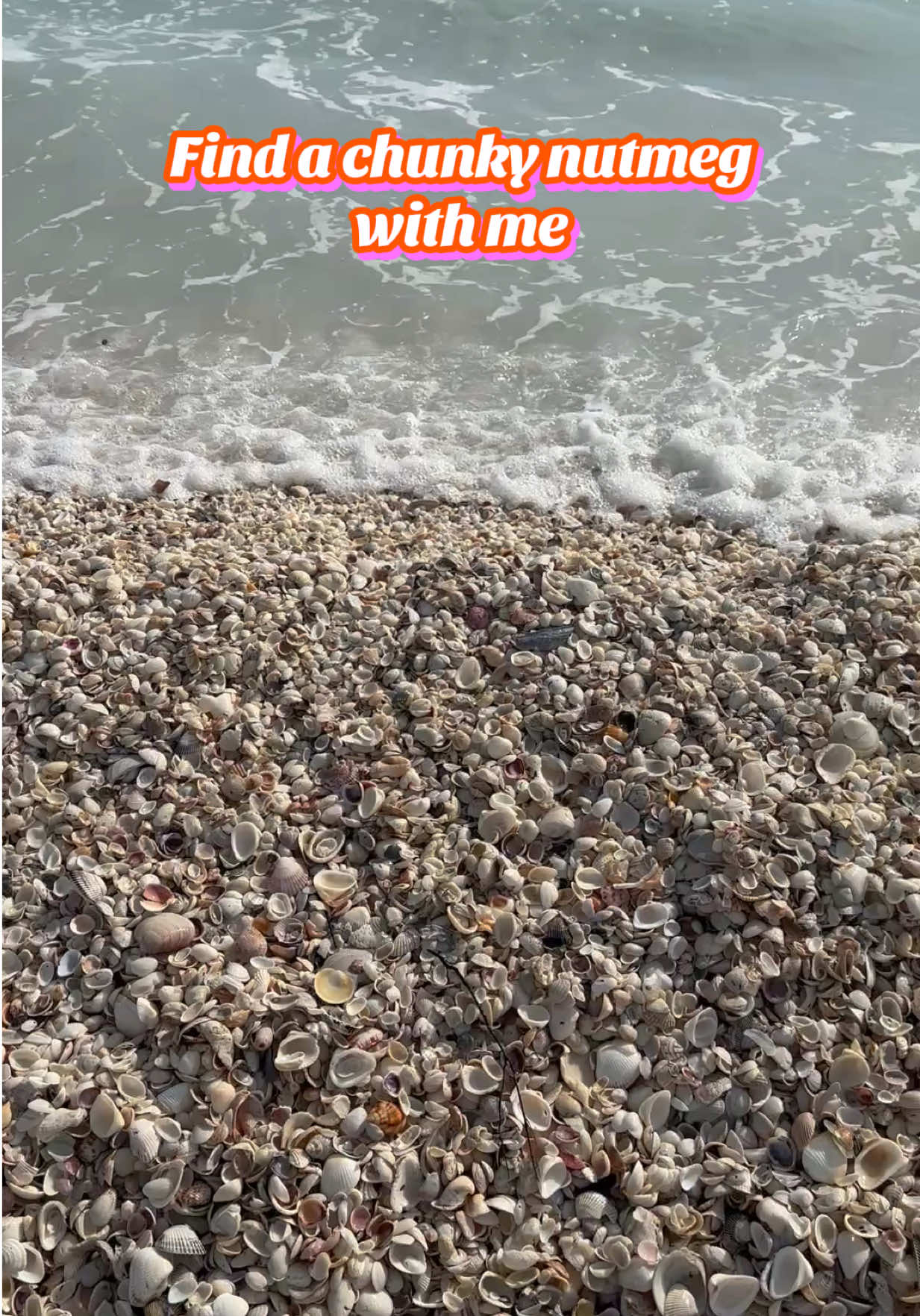 @Sanibel Sis