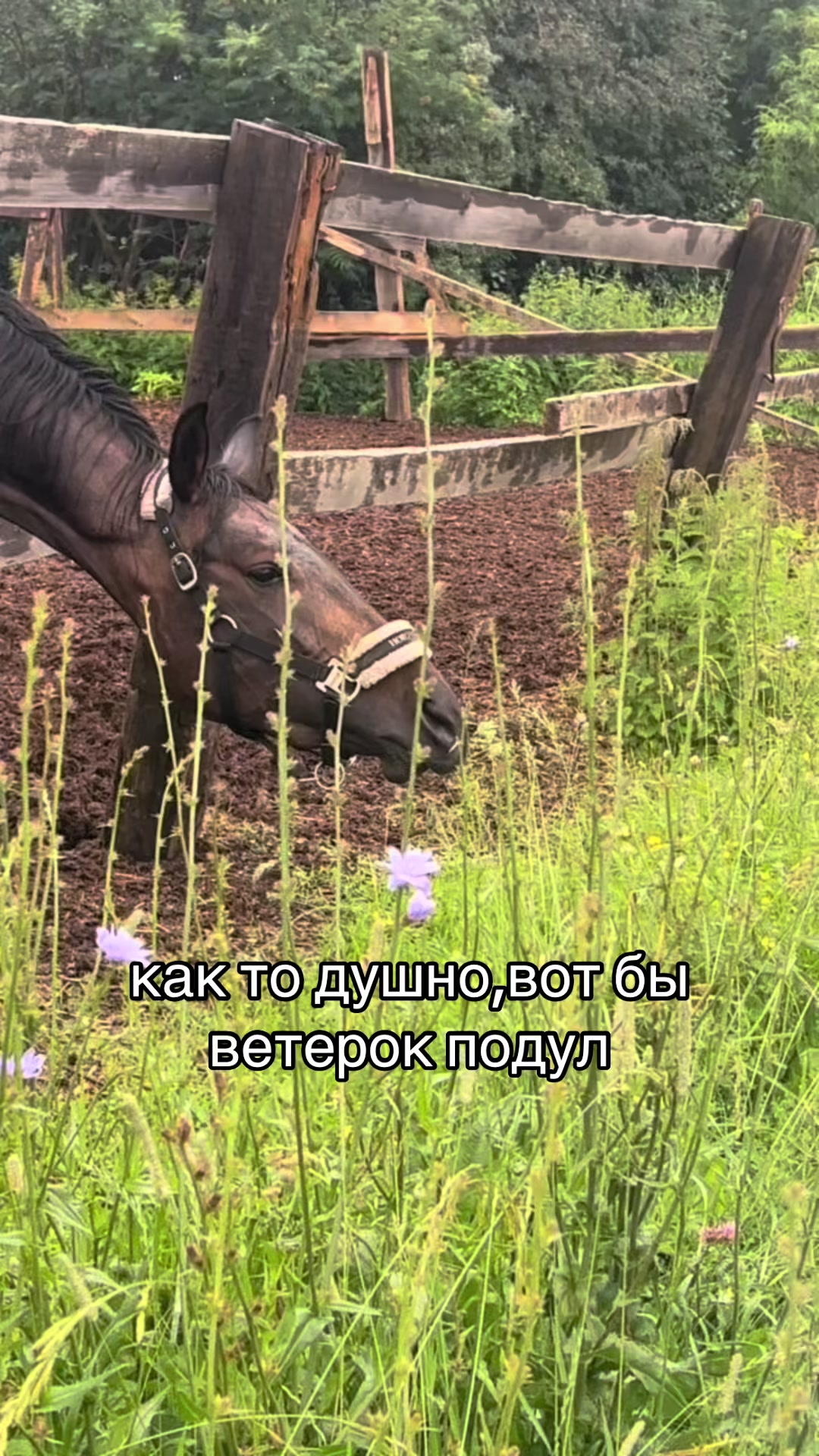 @Ли🐴
