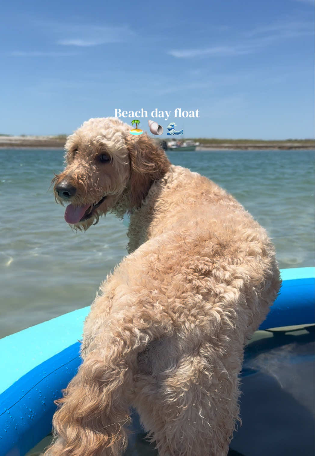@Life.of.Penny Poo
