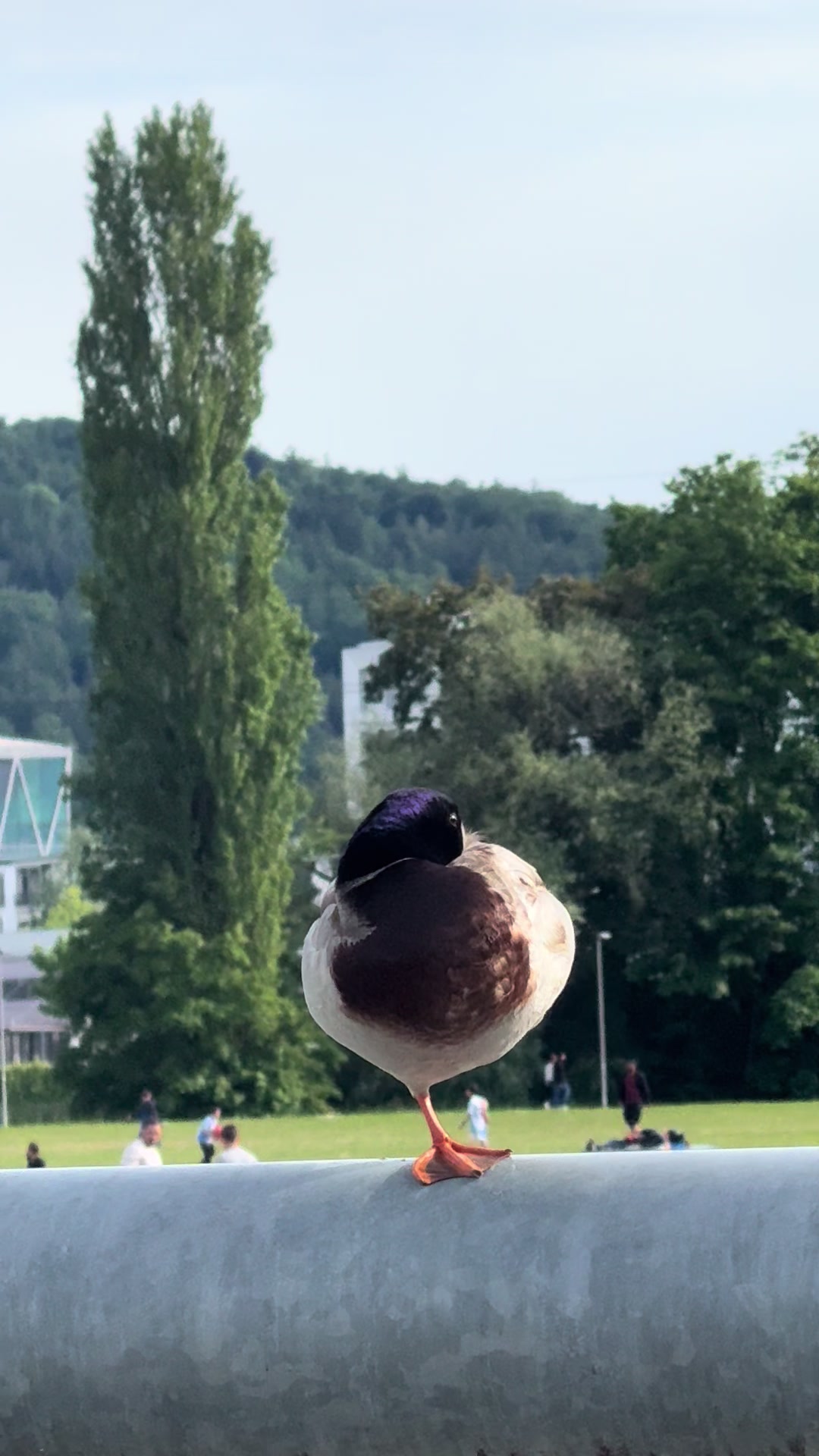 @𝕹𝖆𝖏𝖆𝖍 𝖅𝖍𝖆𝖗 🇨🇭